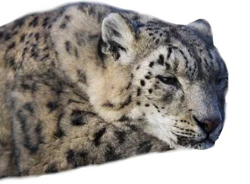 😑 Стикер «Snep Lep Blep» для Telegram