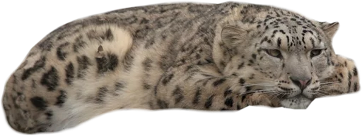 😑 Стикер «Snep Lep Blep» для Telegram