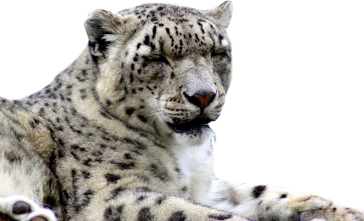 😪 Стикер «Snep Lep Blep» для Telegram