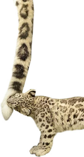 ☺️ Стикер «Snep Lep Blep» для Telegram