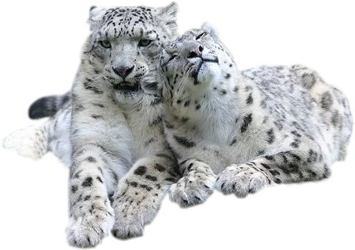 👨 Стикер «Snep Lep Blep» для Telegram