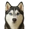 🤩 Эмодзи «Собачьи Морды» для Telegram
