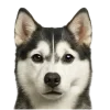 🤩 Эмодзи «Собачьи Морды» для Telegram
