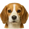 🤩 Эмодзи «Собачьи Морды» для Telegram