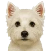 🤩 Эмодзи «Собачьи Морды» для Telegram