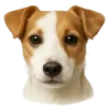 🤩 Эмодзи «Собачьи Морды» для Telegram