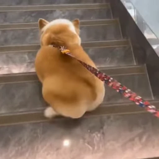 🐕 Стикер «Собачки» для Telegram