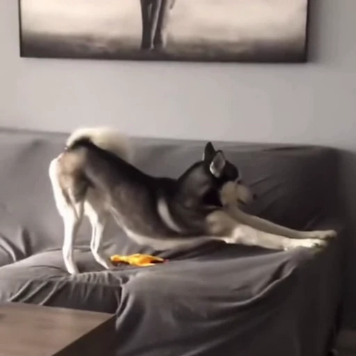 🐕‍🦺 Стикер «Собачки» для Telegram