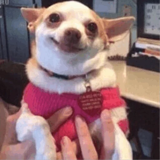 Стикерпак Dog life для Telegram — скачать