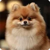 🤩 Эмодзи «Собакены» для Telegram