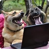 🤩 Эмодзи «Собакены» для Telegram