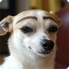 🤩 Эмодзи «Собакены» для Telegram