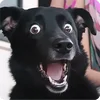 🤩 Эмодзи «Собакены» для Telegram