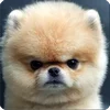 🤩 Эмодзи «Собакены» для Telegram