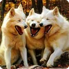 🤩 Эмодзи «Собакены» для Telegram