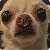 🤩 Эмодзи «Собакены» для Telegram