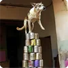 🤩 Эмодзи «Собакены» для Telegram