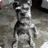 🤩 Эмодзи «Собакены» для Telegram
