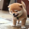 🤩 Эмодзи «Собакены» для Telegram
