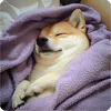 🤩 Эмодзи «Собакены» для Telegram