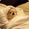 🤩 Эмодзи «Собакены» для Telegram