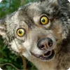 🤩 Эмодзи «Собакены» для Telegram