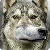 🤩 Эмодзи «Собакены» для Telegram