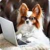 🤩 Эмодзи «Собакены» для Telegram