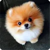 🤩 Эмодзи «Собакены» для Telegram