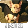 🤩 Эмодзи «Собакены» для Telegram
