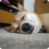 🤩 Эмодзи «Собакены» для Telegram