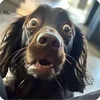 🤩 Эмодзи «Собакены» для Telegram