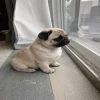 🥲 Эмодзи «Сабакии» для Telegram