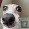 🤩 Эмодзи «Собак» для Telegram
