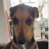 🤩 Эмодзи «Собак» для Telegram