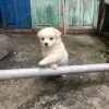 🤩 Эмодзи «Собак» для Telegram