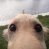 🤩 Эмодзи «Собак» для Telegram