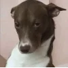 🤩 Эмодзи «Собак» для Telegram