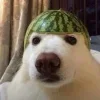 🤩 Эмодзи «Собак» для Telegram