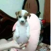 🤩 Эмодзи «Собак» для Telegram