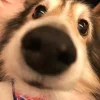 🤩 Эмодзи «Собак» для Telegram