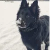 🤩 Эмодзи «Собак» для Telegram