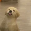 🤩 Эмодзи «Собак» для Telegram