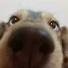 🤩 Эмодзи «Собак» для Telegram