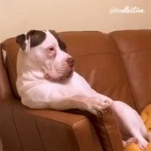 Стикерпак Sofa для Telegram — скачать