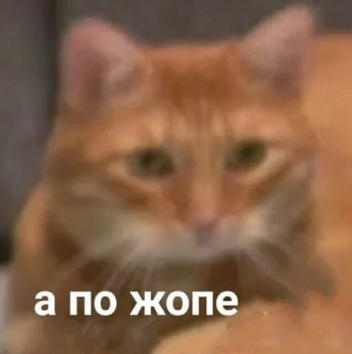 🖕 Стикер «sfia» для Telegram