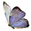 🌟 Эмодзи «S𑄈Ft ഒ» для Telegram