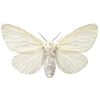 🌟 Эмодзи «S𑄈Ft ഒ» для Telegram
