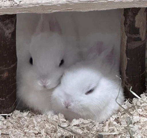 🐰 Стикер «s0f-tik tg !¡» для Telegram
