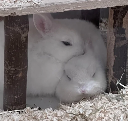 🐰 Стикер «s0f-tik tg !¡» для Telegram